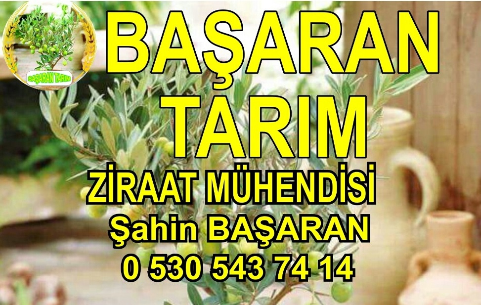 sebzelerde tohum sineği , fideliklerde tohum sineği zararlısı